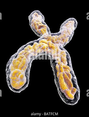 Cromosoma, computer grafica. I cromosomi sono composti di acido desossiribonucleico (DNA) proteine coiledaround Foto Stock