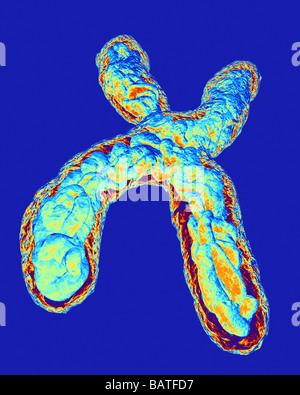 Cromosoma, computer grafica. I cromosomi sono composti di acido desossiribonucleico (DNA) proteine coiledaround Foto Stock