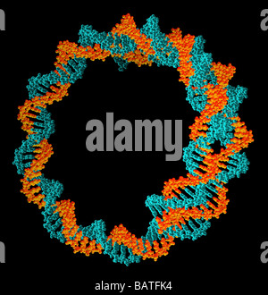 Circolari di DNA (acido desossiribonucleico) molecola,computer grafica. DNA circolare non ha estremità, ma è costituito da una struttura ad anello. Foto Stock