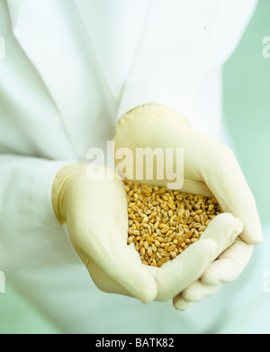 Grano GM Foto Stock