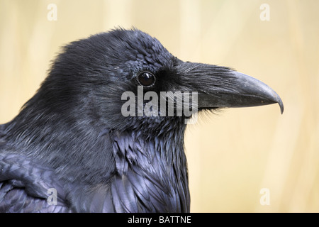 Corvo imperiale Corvus corax Foto Stock