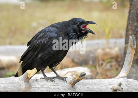 Corvo imperiale Corvus corax giovane seduto su un albero caduto tronco e chiamando per i genitori Foto Stock
