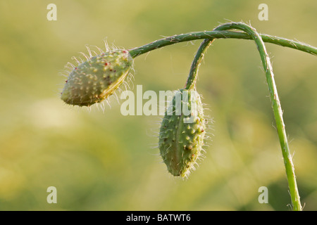 Il mais germoglio di papavero, close-up Foto Stock