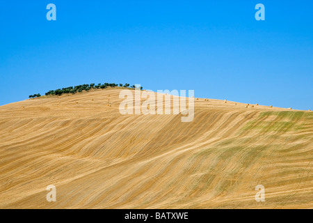 L'Italia, Toscana, Raccolte campo di mais, le balle di paglia in background Foto Stock