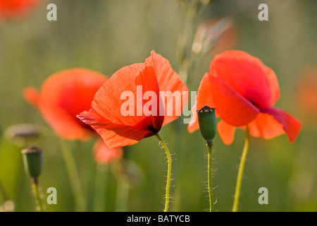 Il mais di papavero (Papaver rhoeas), close up Foto Stock
