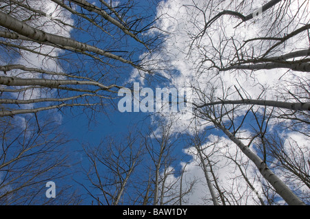 Guardando il silver birch tree tops Foto Stock