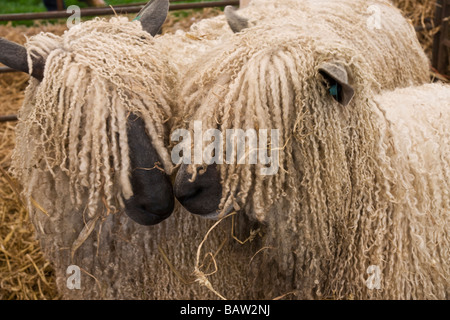 Due Wensleydale pecore. Una rara razza di pecore dalla Yorkshire Dales. Foto Stock