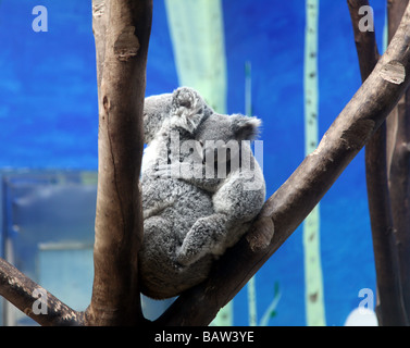 Un baby orso koala è dormire con la sua mamma da un ramo di un albero. La pelliccia è comodo e la piccola cutie è profondo sognare. Foto Stock