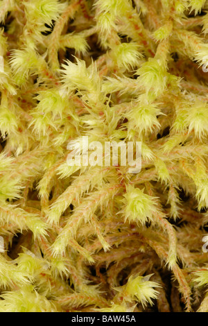 Grande shaggy moss Rhytidiadelphus triquetrus REGNO UNITO Foto Stock