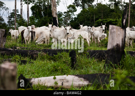 Allevamento del bestiame e la deforestazione a fare Flona Jamanxim Para Membro della foresta pluviale amazzonica del Brasile di occupazione illegale di terreno governativo Foto Stock