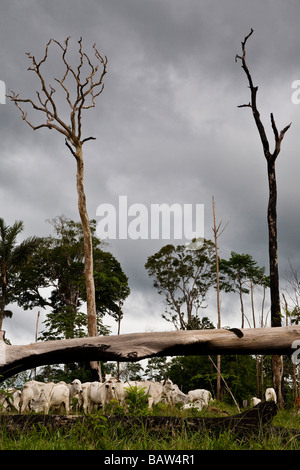 Allevamento del bestiame e la deforestazione a fare Flona Jamanxim Para Membro della foresta pluviale amazzonica del Brasile di occupazione illegale di terreno governativo Foto Stock