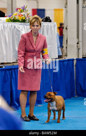 American Staffordshire Terrier essendo illustrato nella mostra Ring a Louisville Dog Show in Louisville Kentucky Foto Stock