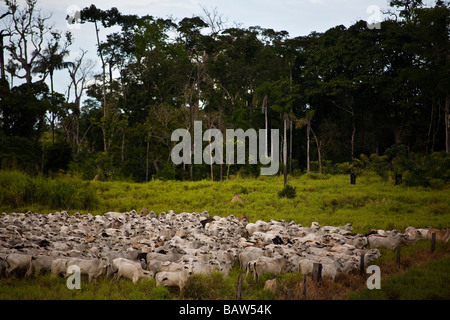 Allevamento del bestiame e la deforestazione a fare Flona Jamanxim Para Membro della foresta pluviale amazzonica del Brasile di occupazione illegale di terreno governativo Foto Stock