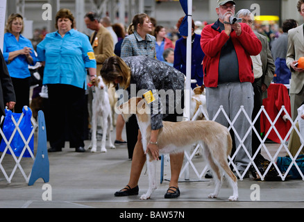Ibizan Hound essendo illustrato nella mostra Ring a Louisville Dog Show in Louisville Kentucky Foto Stock