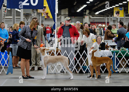 Ibizan Hounds essendo illustrato nella mostra Ring a Louisville Dog Show in Louisville kentucky Foto Stock