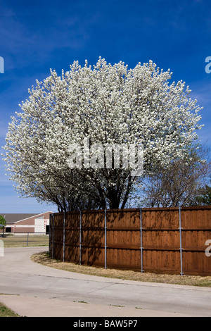 Bradford Pear Tree in piena fioritura - tempo di primavera Foto Stock