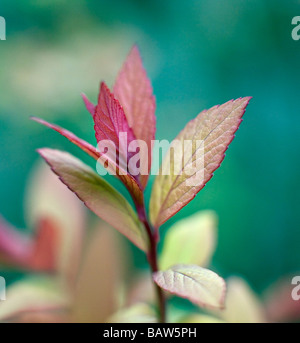 Nuove foglie di Spiraea japonica Goldflame in primavera Foto Stock