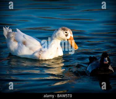 Due anatre su un laghetto Foto Stock