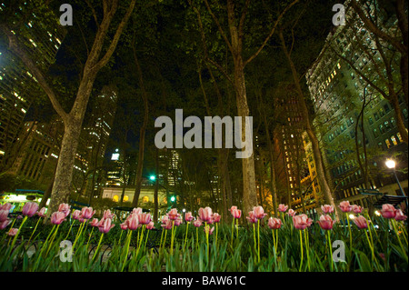 Fioritura di tulipani di notte in una città frenetica Foto Stock