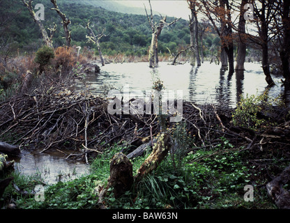 Mammiferi;Canadian Beaver;"Castor canadensis';'Dam costruito da animali introdotti in Tierra del Fuego. Argentina. Foto Stock