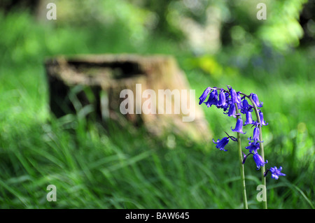 Una scena da Delamont Country Park nella contea di Down, Irlanda del Nord che mostra un bluebell e un ceppo di albero Foto Stock