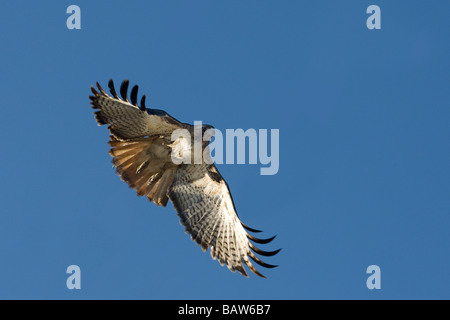 Un Redtail Hawk caccia la preda da sopra. Foto Stock