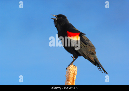 Rosso-winged Blackbird 09351 Foto Stock