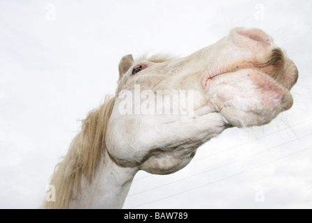 White Horse tirando una divertente faccia contro un cielo nuvoloso Foto Stock