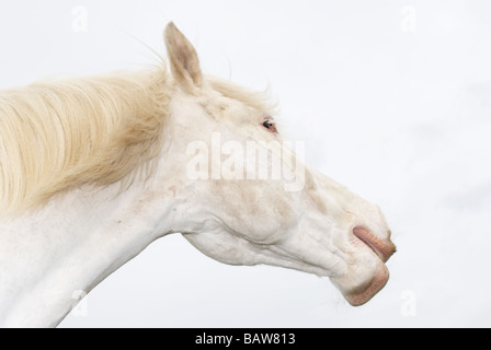 White Horse tirando una divertente faccia contro un cielo nuvoloso Foto Stock