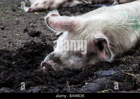 Commercialmente sollevata maiale organici dormire nel fango Foto Stock