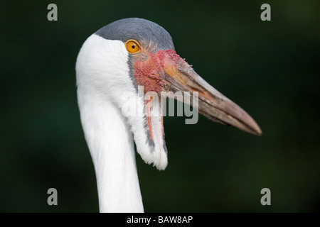 Wattled Crane - Bugeranus carunculatus Foto Stock