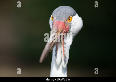 Wattled gru - Bugeranus carunculatus Foto Stock