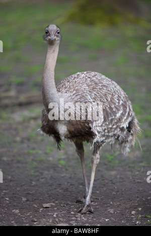 Darwin's Rhea o minore Rhea - Pterocnemia pennata pennata Foto Stock