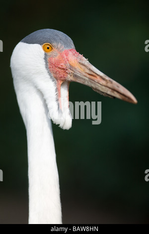 Wattled Crane Bugeranus carunculatus Foto Stock