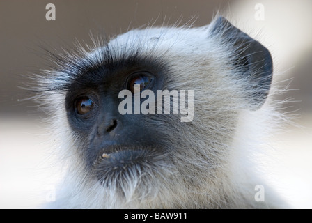 Un bambino Langur monkey Foto Stock