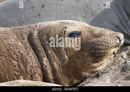 Nördlicher Seelefant Mirounga angustirostris settentrionale guarnizione di elefante moulting Isla San Benitos Baja California Messico Foto Stock