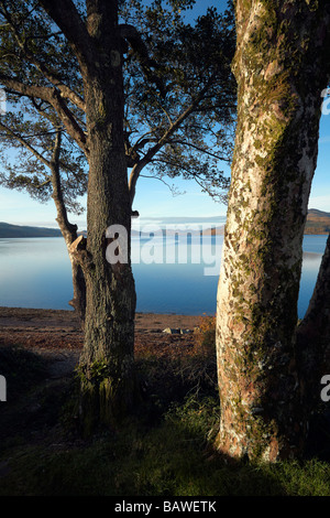 A sud-ovest sul Loch Fyne da a815 tra creggans inn e a strachur. argyll, SCOZIA Foto Stock