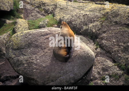 Nuova Zelanda pelliccia sigillo Arctocephalus forsteri crogiolarsi sulla roccia Cape Foulwind Isola del Sud della Nuova Zelanda Foto Stock
