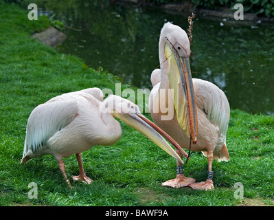 Due bianco orientale pellicani (Pelecanus onocrotalus) la raccolta di materiale di nido, lo Zoo di Londra, Inghilterra Foto Stock