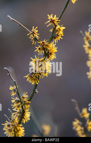 Hamamelis mollis Amamelide Fiori Foto Stock