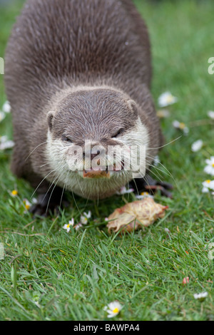 Oriental a breve artigliato otter Aonyx cinerea Foto Stock