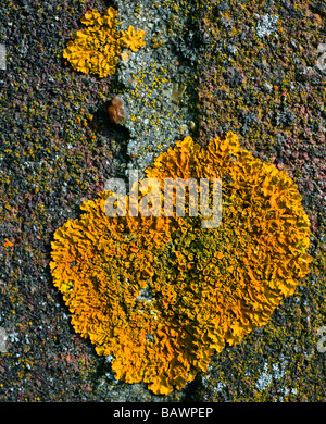 Comune lichene arancione, Xanthoria parietina, Kent, Regno Unito. Foto Stock