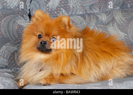 Pomerania per adulti Foto Stock