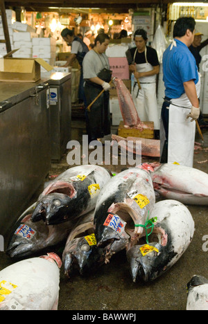 I lavoratori nel mercato del pesce Tsukiji Tokyo Giappone con tutto il tonno congelato il pesce Foto Stock