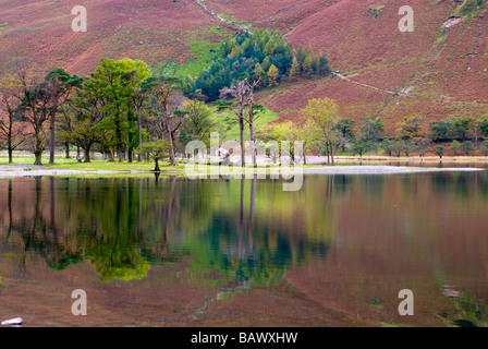 Alberi riflessa nel lago Buttermere Foto Stock