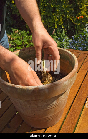 Primo piano di persona giardiniere piantare bulbi di giglio estivo in un contenitore di terracotta di argilla Inghilterra Regno Unito GB Gran Bretagna Foto Stock