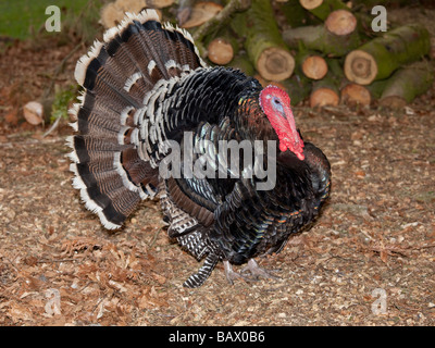 La Turchia domestici visualizzazione ventilatore di coda Cotswold Farm Park Tempio Guiting Glos UK Foto Stock