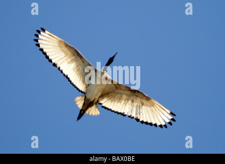 Ibis sacri un africano ibis sacri in pieno volo Foto Stock