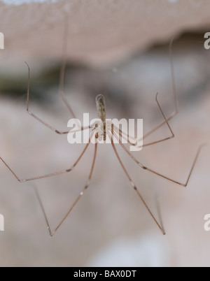 Daddy Long legs spider Foto Stock
