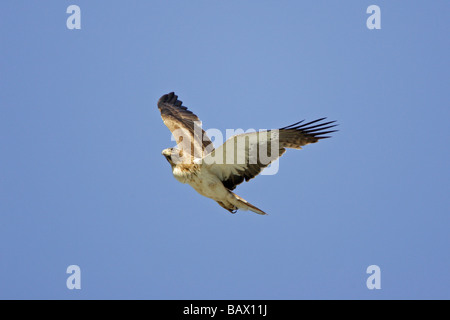 Avviato Eagle fase leggera in volo su Gibilterra Foto Stock